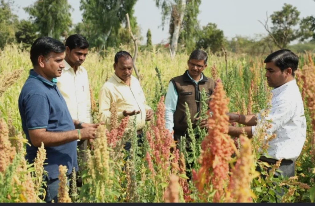 Rapid Organic team inspecting quinoa crops with farming partners in the field